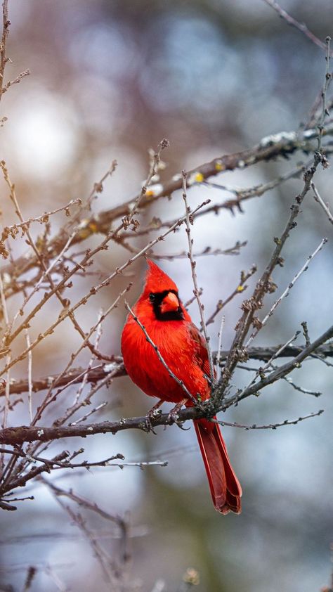 Red robin bird