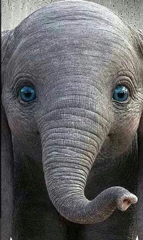 Regard Animal, Elephant Pictures, Elephants Photos, Baby Animals Pictures, Elephant Love, Cute Wild Animals, Cute Elephant, An Elephant