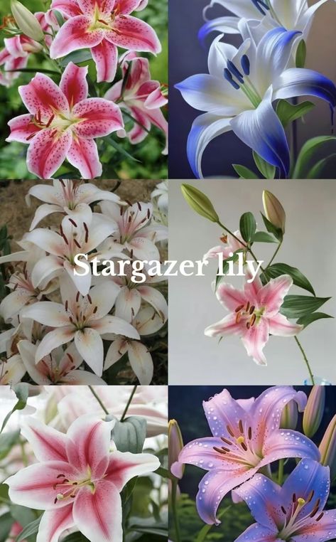 Pretty Unique Flowers, All Kinds Of Flowers, Rare Flowers Names, Types Of Flowers Aesthetic, Unique Flowers Names, Rare Flowers Unique, Types Of Lillies, Lily Types, Lily Stargazer