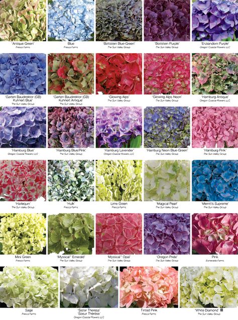 Florists' Review Magazine® :: Your monthly magazine for operating a successful floral business Colors Of Hydrangeas, Wedding Flowers Blue Hydrangea, Coloring Practice, Hydrangea Varieties, Mother's Day Flowers, Wedding Flowers Hydrangea, Flower Chart, Purple Pink Color, Hydrangea Colors