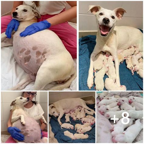 awesome Check more at https://animal.tpets9.com/a-pregnant-dog-left-in-front-of-our-shelter-gave-birth-to-14-adorable-puppies-while-being-9-weeks-pregnant-28739/ 9 Weeks Pregnant, Pregnant Dog, Adorable Puppies, Weeks Pregnant, Funny Dogs, Cute Puppies, Random Stuff, Cat Lovers, Dog Lovers