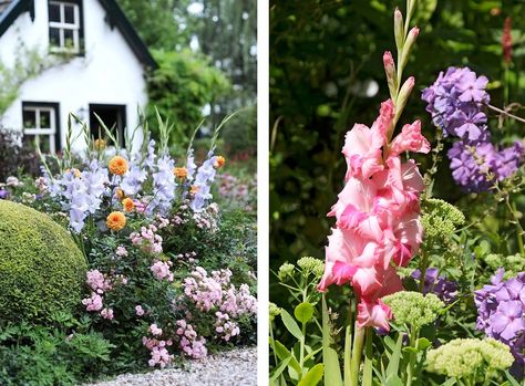 Landscaping For Beginners, Small Space Garden, Growing Cut Flowers, Space Garden, Gladiolus Flower, Sun Loving Plants, Tiny White Flowers, Garden Ideas Cheap, Sun Garden