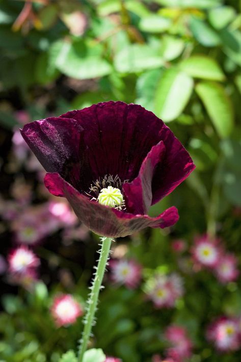 Buy 250 Seeds Organic AFTER MIDNIGHT POPPY Darkest Purple Almost Black Papaver Somniferum Flower Seeds at Walmart.com Poppy Flower Seeds, Breadseed Poppy, Purple Poppy, Purple Poppies, Gothic Garden, Winter Vegetables, Black Garden, After Midnight, Poppy Flowers