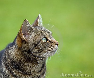 profile+of+cat | Tabby Cat head profile with uncluttered background. Cat Head Photo, Cat Head Side View, Cat Side Profile, Cat Hissing, Cat Inspiration, Cat Side, Head Profile, Cat Tabby, Cat Anatomy