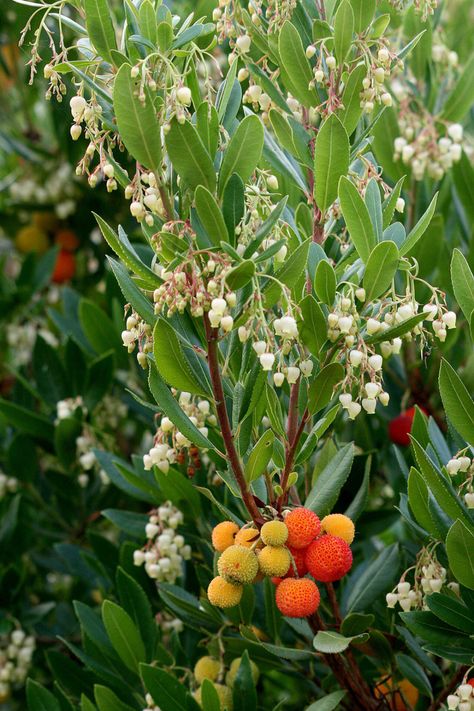 Great Plant Pick: Arbutus unedo aka strawberry tree | HeraldNet.com Roof Garden Plants, Arbutus Unedo, Arbutus Tree, Strawberry Tree, Food Forest Garden, Mediterranean Garden Design, Kensington Gardens, Plant Identification, Strawberry Plants