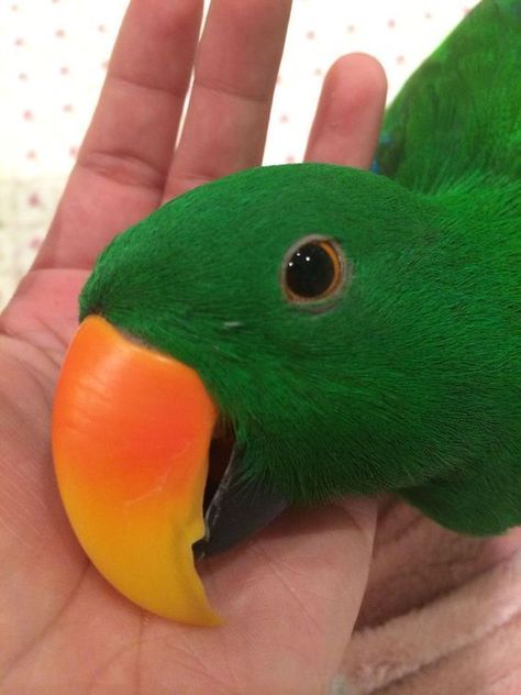 Parrot Care, Eclectus Parrot, Parrot Pet, Parrot Toys, Bird Supplies, Exotic Birds, Wild Birds, Bird Feathers, Birdy