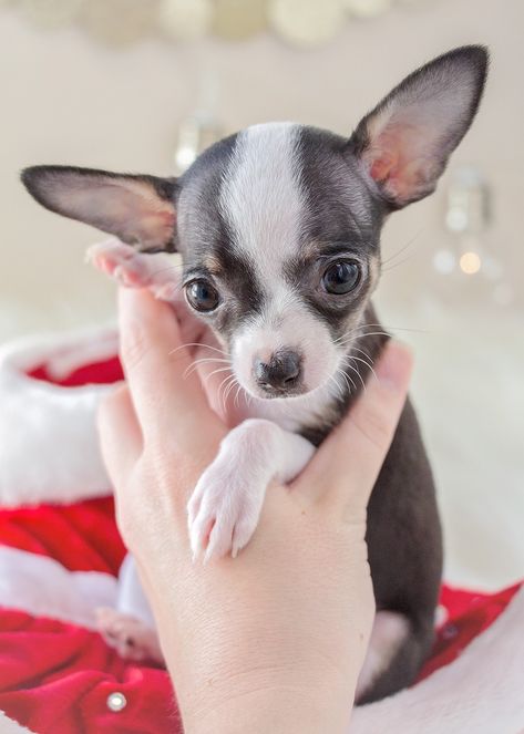 Teacup Chihuahua Puppy #308 For Sale Teacup Puppies Yea Cup Chihuahua, Tea Cup Chihuahua Puppies, Toy Chihuahua, Chihuahuas Dogs, Red Lobsters, Teacup Chihuahua Puppies, Chihuahua Puppies For Sale, Corgi Puppies, Basset Hound Puppy