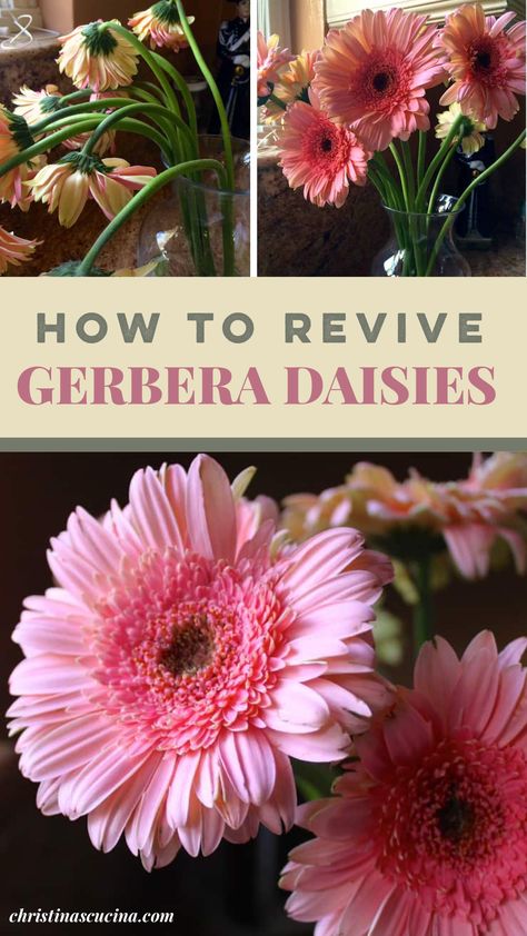 Learn how to revive Gerbera daisies and other flowers, with this super quick trick, and give them a longer life! Harvesting Gerbera Daisy Seeds, Garden Winter Prep, Friendship Drawings, Gerbera Daisy Care, Gerbera Daisy Centerpiece, Daisy Care, Heirloom Flowers, Gerbera Plant, Cut Flower Food