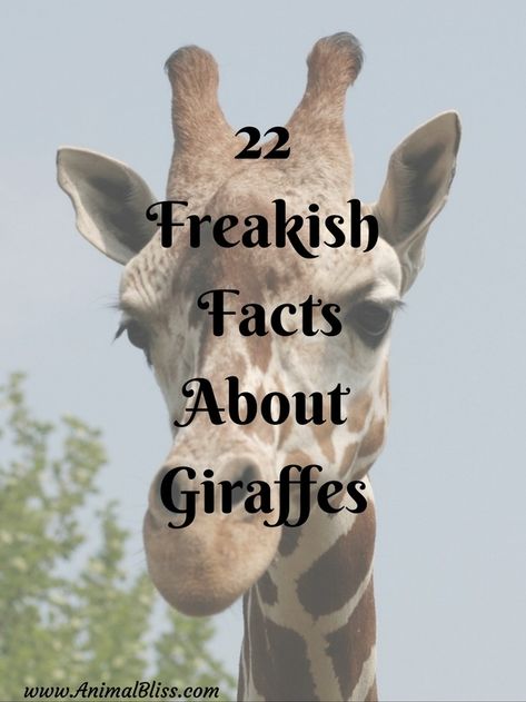 Images Of Giraffes, Girraffe Tattoo Ideas, Giraffe Decorations, Funny Giraffe Pictures, African Animals Art, Giraffe Spiritual Meaning, Giraffe Sleeping, Giraffe Sayings, Giraffe Quotes