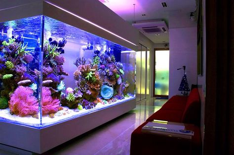 Huge home reef aquarium Fish Tank Wall, Discus Aquarium, Big Aquarium, Wall Aquarium, Amazing Aquariums, Cool Fish Tanks, Saltwater Fish Tanks, Fish Tank Design, Aquarium Terrarium