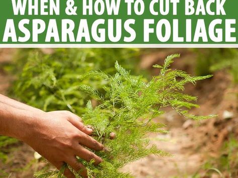 When and How to Cut Back Asparagus Foliage Allotment Planning, Asparagus Garden, Asparagus Plant, Growing Asparagus, Vegetable Patch, Food Gardening, Garden Remedies, Allotment Gardening, Knitting Toys