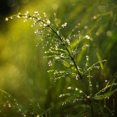 Morning Dew Aesthetic, Dew Aesthetic, Bermuda Grass, Leaf Photography, Creative Books, Color Reference, Morning Dew, Dew Drops, Green Nature