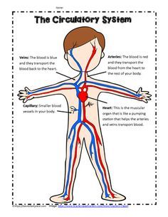 Circulatory System Poster Circulatory System Projects, Circulatory System For Kids, Body Systems Project, Human Body Printables, Human Circulatory System, Human Body Worksheets, Human Body Science, Body Preschool, Biology Projects