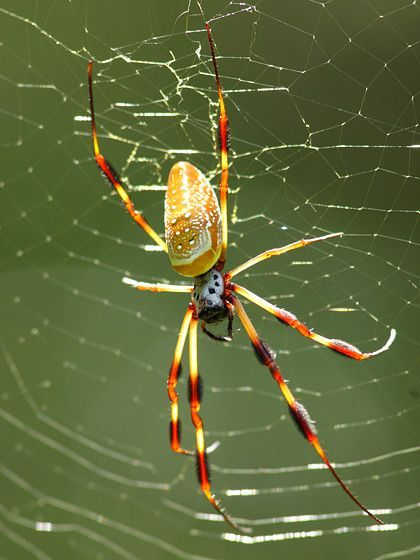 Golden Silk Orbweaver - Nephila clavipes - female Spider Macro Photography, Golden Silk Spider, Golden Orb Spider, Golden Silk Orb Weaver, Golden Orb Weaver Spider, Orbweaver Spider, Golden Orb Weaver, Banana Spider, Insects Photography