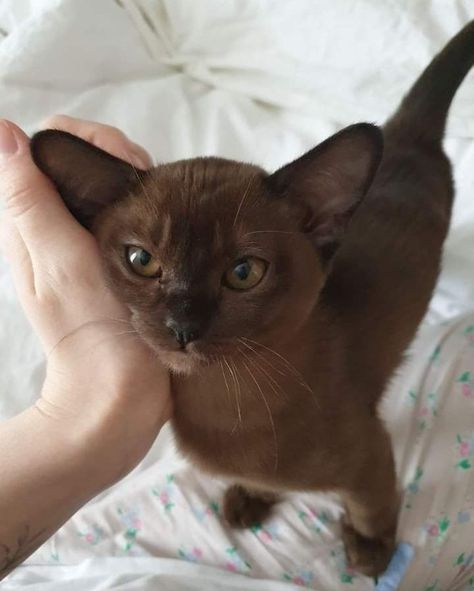 Burmese Cat, Puppies And Kitties, Brown Cat, Pretty Animals, Cute Animal Photos, Funny Cute Cats, Cute Cats And Dogs, Silly Cats, A Question