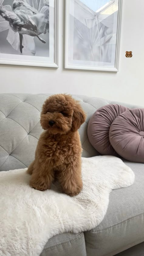 #toypoodlelove #toypoodles #furbabies
#teddybearcut #toypoodleperth 
#poodlelove #poodlepuppy  #puppiesofinstagram #dogstagram Big Dogs Breeds, Biggest Dog In The World, Biggest Dog, Bear Puppy, Teddy Bear Dog, Dog Mommy, Dogs Breeds, Giant Dogs, Cute Little Puppies