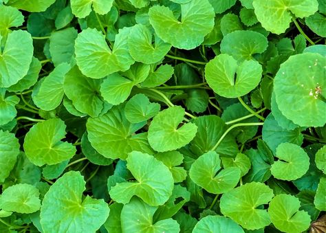 Gotu Kola: How to Grow the Plant, Also Called Indian Pennywort Edible Grass, Herb Garden Pots, Garden Inspo, Gotu Kola, Gardening Trends, Perennial Shrubs, Planting Hydrangeas, Gardening 101, Garden Animals