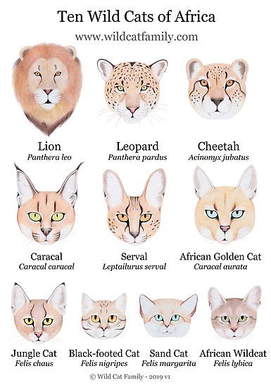 Most people know the three big cats of Africa – the Lion, Leopard and Cheetah, but very few know the other seven smaller wild cats. / There are also three medium sized cats – the Caracal, Serval and African Golden Cat. / And there are four small sized cats – the Jungle Cat, Black-… • Millions of unique designs by independent artists. Find your thing. African Wild Cat, Black Footed Cat, Wild Cat Species, Animal Infographic, Caracal Cat, African Cats, Small Wild Cats, Serval Cats, Cat Species