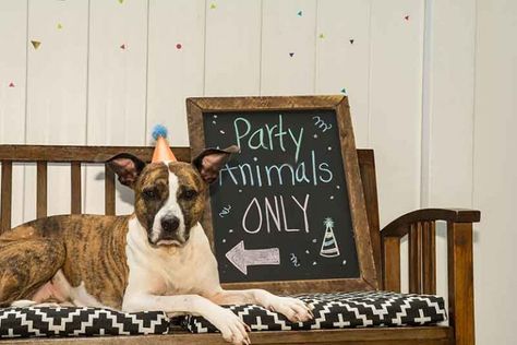 🎉It's party time!🎉 Here's how to throw the best birthday party for your pet!🐶🐱 Dog First Birthday, Puppy Birthday Parties, Birthday Dog, Dog Birthday Party, Puppy Birthday, Dog Facts, Cute Birthday, Dog Party, Animal Hospital