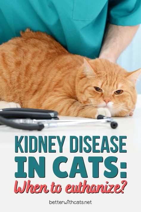 Kidney disease in cats, when to euthanize? Find out everything you need to know and how to deal with it correctly. Cat Kidney Problems, Cat Diseases, Miss Kitty, Kidney Health, Interesting Topics, Deal With It, Health Info, Cat Care, Health Problems