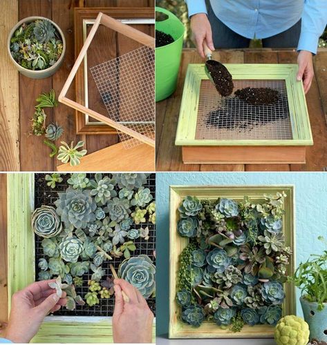 succulents in aframe Succulent Wall Planter, Succulent Frame, Vertical Succulent Gardens, Succulent Garden Indoor, Succulent Garden Diy, Succulent Art, Vertical Gardens, Succulent Wall, Succulents Indoor