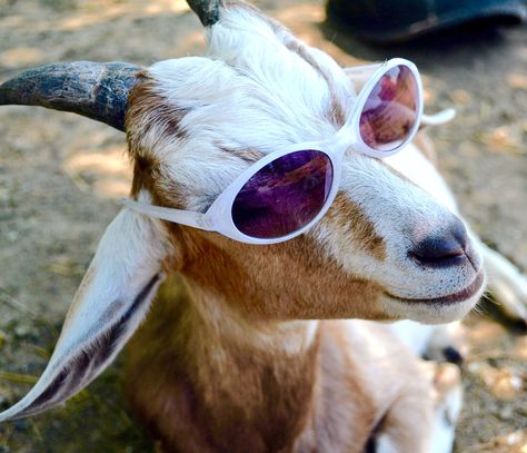 Goat in glasses Goat Pfp, Goat With Glasses, Goat Life, Keeping Goats, Animals Playing, Wildlife Biologist, Cutee Animals, Goats Funny, Lil Black