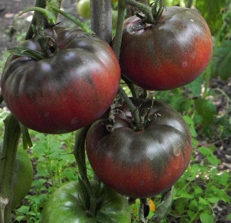 Black Krim Tomato, Tanaman Tomat, Purple Tomato, Growing Tomatoes From Seed, Growing Organic Tomatoes, Growing Tomato Plants, Heirloom Tomato Seeds, Tomato Farming, Varieties Of Tomatoes