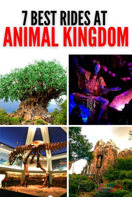 7 best rides at Disney's Animal Kingdom | Disney World | Disney World Planning | Walt Disney World | Disney Rides Animal Kingdom Restaurants, Animal Kingdom Rides, Animal Kingdom Safari, Theme Parks Rides, Disney Rides, Disney Animals, Disney World Planning, Disney Planning, Disney World Tips And Tricks