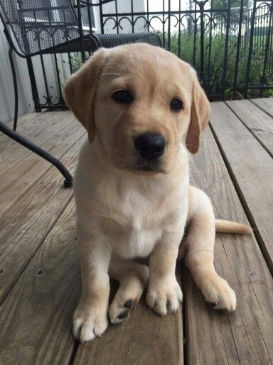 Lebra Dog Puppy, Lab Puppies Yellow, Lab Retriever Puppy, Golden Lab Puppy, English Lab Puppies, White Lab Puppies, Baby Labrador, Yellow Lab Puppy, Golden Lab