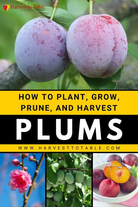 Plum trees come in a wide variety of shapes and sizes. Plums can be found in almost every temperate climate on the planet. Trees come in a variety of sizes, shapes, colors, and flavors. Blue European plums are widely farmed. Red plums are particularly popular in Japan. Small and sour, Native American plums are a delicacy. Gages, which are often green, are a subset of European plums. Damson plums are deep blue and are a subset of European plums. Plum Tree Care, Plum Varieties, Prune Fruit, Fruit Tree Garden, Plum Trees, Pruning Fruit Trees, Orchard Tree, Plum Tree, Growing Fruit