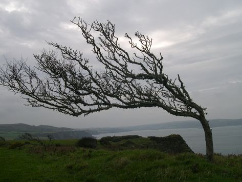 Windblown Hawthorn trees | Tegfan, Dinas Cross Nature, Trees In The Wind, Pembrokeshire Coast Path, Hawthorn Tree, Pembrokeshire Coast, Magical Tree, High Ground, Landscape Quilts, Forest Floor