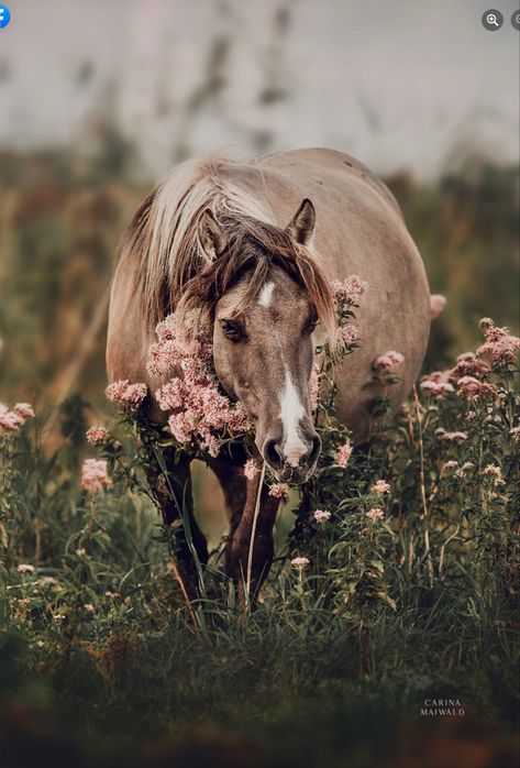 A Year Ago, I Saw, A Year, First Time, The First, Portfolio, Horses, Flowers, Pink