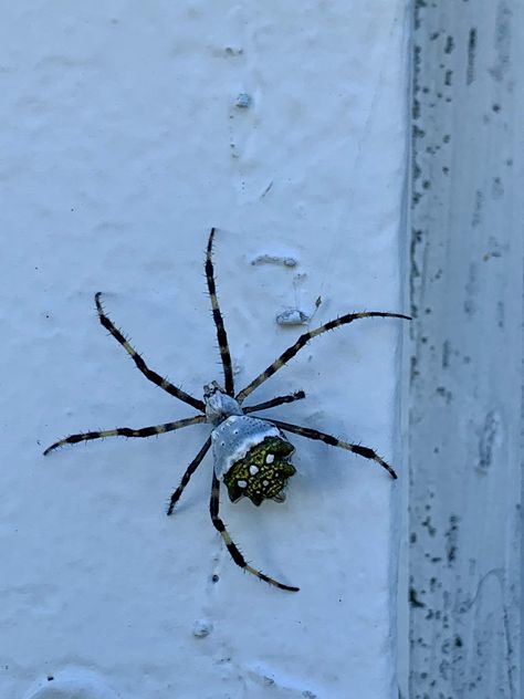 Argiope argentata (Silver Garden Spider) in Dania Beach, Florida United States Ice Spider Art, White Crab Spider, Argiope Spider, Silver Fish Bug, Dania Beach Florida, Sea Spider, Silver Garden, Garden Spider, East Side