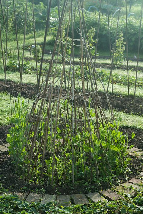 Sweet peas climbing up a wigwam of hazel poles and sticks, early June. Garden Structures, Raised Garden Beds, Shaded Garden, Permaculture, Allotment Ideas, Allotment Gardening, Potager Garden, Sweet Peas, Garden Trellis