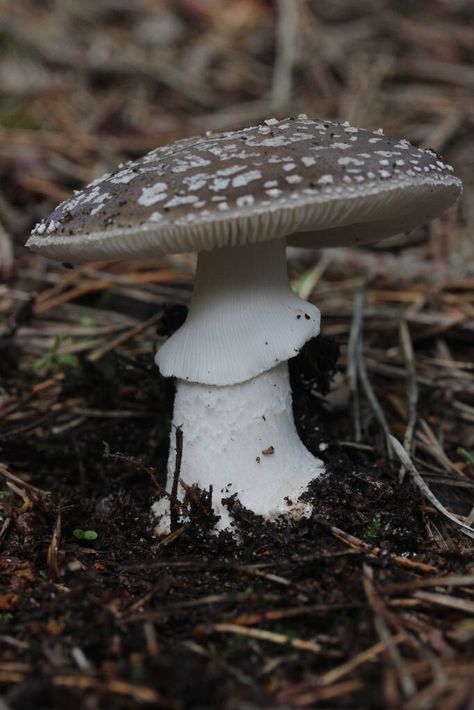 Grey Spotted Amanita - Amanita excelsa White Mushroom Aesthetic, Fae Crafts, Amanita Virosa, Grey Mushroom, Amanita Galactica Mushroom, Mushroom Medley, Chicken Of The Woods, Amethyst Deceiver Mushroom, Amanita Muscaria