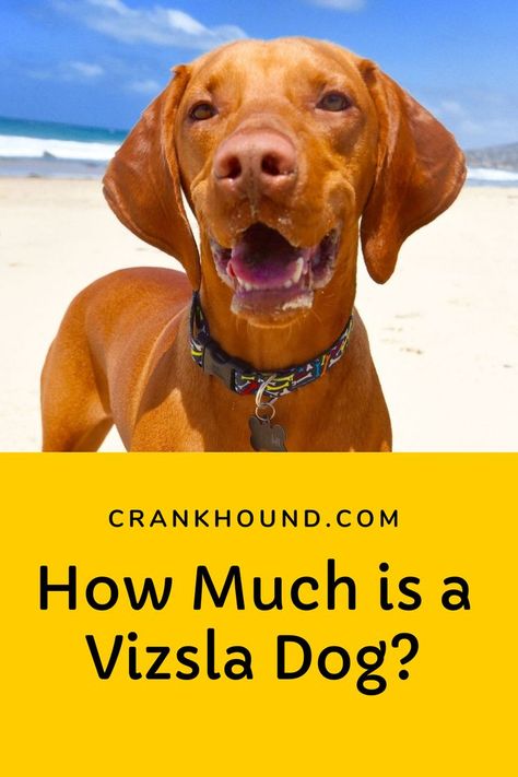 How Much is a Vizsla Dog? Wirehaired Vizsla, Vizsla Dog, Hungarian Vizsla, Vizsla Dogs, Vizsla Puppies, How Can, Get One, Adoption, Puppies