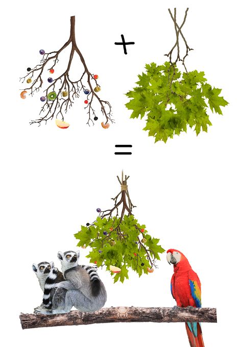 Foraging enrichment: Add food to a branch, and hide it in a bunch of leaved branches. Animals must search through the leaves and branches to find the food pieces. Suitable for primates, birds and rodents, but also to other animals if you use species specific foods. Lorikeet Enrichment, Lemur Enrichment Ideas, Monkey Enrichment Ideas, Primate Enrichment Ideas, Porcupine Enrichment, Zoo Enrichment Ideas, Zoo Animal Enrichment, Animal Enrichment Ideas, Macaw Enrichment