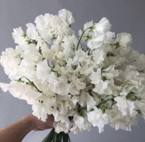 Sweet Pea Wedding Bouquet, Greenery Color Palette, White Sweet Pea, Sweet Pea Bouquet, Photos Of Flowers, Evergreen Flowers, Sweet Pea Flowers, Pea Flower, White Wedding Flowers