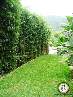 bamboo hedge. Mike thinks this would make a great sound barrier on the road side of our backyard. Bamboo Garden Fences, Bamboo Hedge, Bamboo Landscape, Bamboo Privacy, Privacy Plants, Garden Privacy, Backyard Privacy, Garden Screening, Bamboo Garden