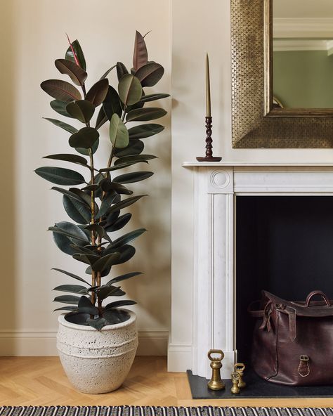 Tree Pots Indoor, Large Potted Plants Indoor, Plants In Corner, Large Indoor Plants Living Rooms, Large House Plants Indoor, Rubber Plant Indoor, Ficus Tree Indoor, Big House Plants, Ficus Plant