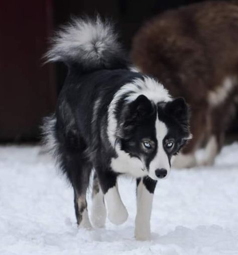 Fantasy Vault, Yakutian Laika, House Pets, Oc Aesthetic, Akc Breeds, Spitz Dogs, Dogs Breeds, Very Cute Dogs, Smart Dog