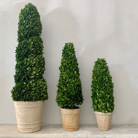 Topiary Cone | Boxwood Cone Shaped Topiary | Fine Garden Antiques Cone Boxwood, Cone Topiary, Garden Antiques, Preserved Boxwood, Provence, Planter Pots, Plants, White