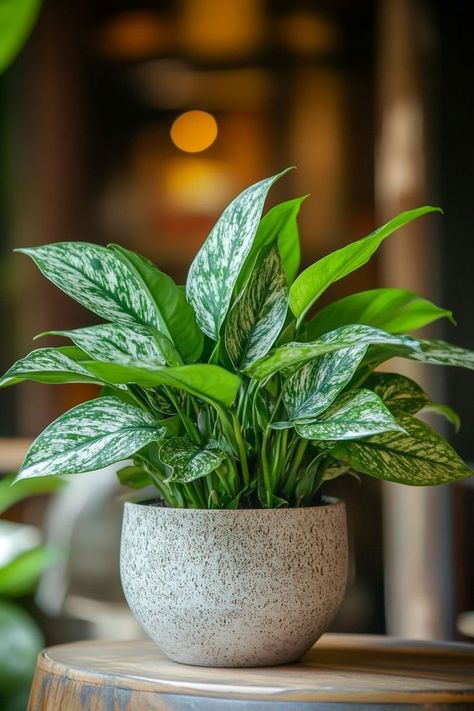 Chinese Evergreen (Aglaonema) is a beautiful and resilient choice for any indoor space! 🌿🏡 Known for its stunning, variegated leaves and easy-care nature, this plant is a delightful blend of vibrant colors and durability. Perfect for adding a touch of lush greenery and elegance, Chinese Evergreen thrives in various conditions and enhances any room. Indulge in this timeless botanical favorite today! 🌱✨ #ChineseEvergreen #Houseplants #IndoorGarden #GreenLiving Inside Plants Decor, Indoor Plants Decor, Living Room Plants, Chinese Evergreen, Inside Plants, Plant Decor Indoor, Plant Aesthetic, House Plants Decor, Colorful Plants