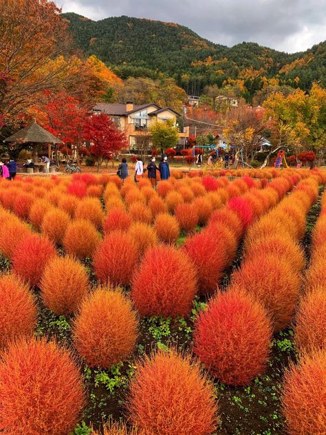 Oishi Park is a natural park on Lake Kawaguchi's north coast. Walking along the park promenade, you can fully admire the flowers of the autumn landscape, Mt. Fuji and Lake Kawaguchi. There are unique maple leaves here that are worth a visit.🍁🍂🗻🇯🇵 — at Kawaguchiko Lake, Mt.fuji, Japan. Mt Fuji Japan, Beauty Of Japan, Fuji Japan, Mt Fuji, Natural Park, North Coast, Maple Leaves, Autumn Landscape, Travel Around