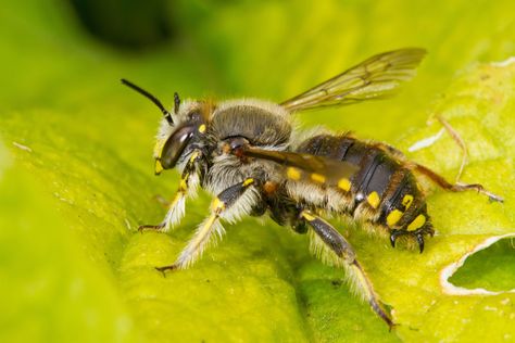 Wool Carder Bee, Bee Friendly, Great British, Free App, Planting, Insects, This Year, Butterflies, Bee