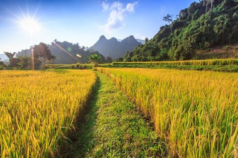 Rice field | Premium Photo #Freepik #photo #rice-farm #rice-field #paddy-field #rice-paddy Rice Farm, Rice Crop, Paddy Field, Rice Paddy, Rice Field, Rice Varieties, Rice Fields, Rice Bags, Red Rice