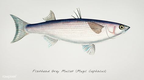 Grey Mullet, Mullet Fish, Antique Drawing, Interesting Drawings, Watercolor Fish, Ocean Shores, Fish Illustration, Drawing Watercolor, Watercolor Ocean