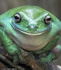 Happy Frog | Community Post: Happy Friday Faces Smiling Animals, Happy Pictures, Funny Frogs, Reptiles And Amphibians, Cute Animal Pictures, Happy Animals, Animals Of The World, Animal Photo, Shiba Inu