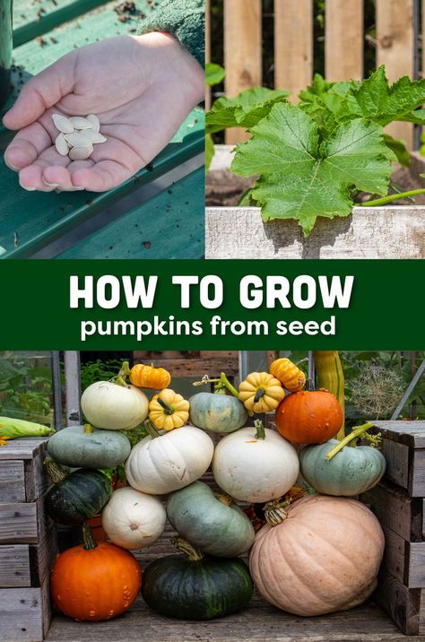 how to grow pumpkins from seed germination to harvest, holding pumpkin seeds in the hand, small plants and full harvests of multicoloured pumpkins and winter squash Best Way To Grow Pumpkins, How To Plant Pumpkin Seeds, Pumpkin Garden Ideas, Growing Pumpkin, How To Grow Pumpkins, Pumpkin Growing, Grow Pumpkins, Pumpkin Vegetable, Planting Pumpkins