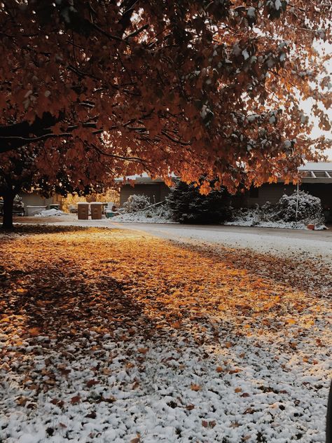 Autumn To Winter Aesthetic, Nature, Snowy Fall Aesthetic, November Snow Aesthetic, Fall Into Winter Aesthetic, Snow In Autumn, Fall To Winter Aesthetic, I Still Remember The First Fall Of Snow, Winter Fall Wallpaper